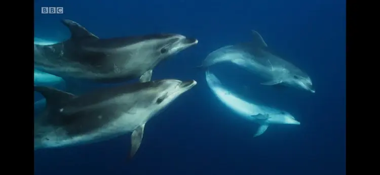 Common bottlenose dolphin (Tursiops truncatus truncatus) as shown in Blue Planet II - One Ocean